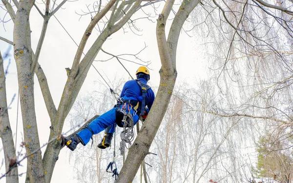 Tree Removal Lake Geneva Safe & Efficient Tree Cutting Services