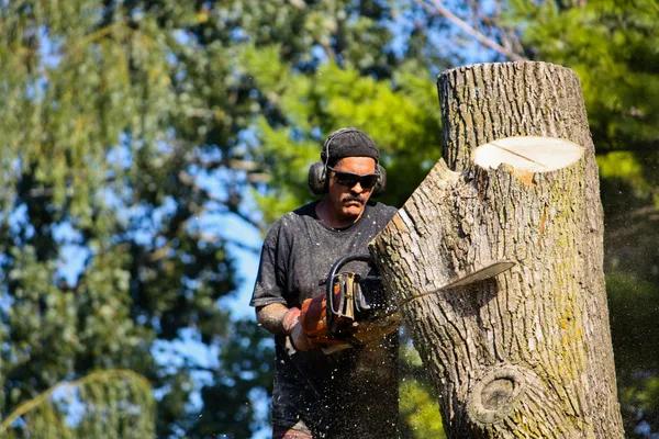 Affordable Tree Service in Tallahassee for Residential & Commercial Needs