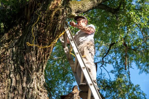 Professional tree service auburn for Storm Damage Cleanup