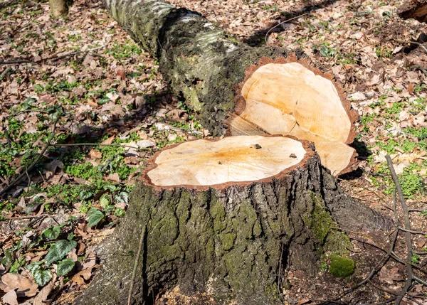 Shelton Tree Service Specialists for Tree Maintenance Needs