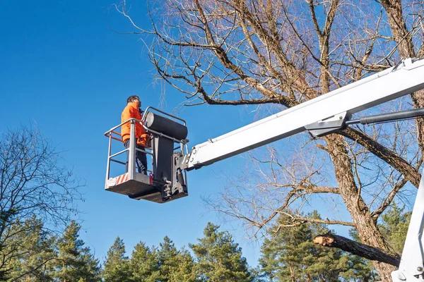 Professional Tree Removal Service in Jackson MI You Can Trust