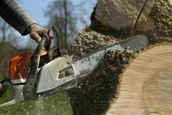 Professional Tree Care Solutions for Every Property